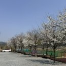 단양 벚꽃캠핑 ; 무지개오토캠핑장 내돈내산 후기