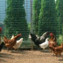 꼬꼬농장 이미지