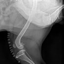 로얄동물외과수술센터 이미지