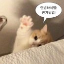 피자피크반야월
