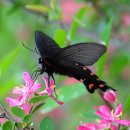 제비농장 이미지