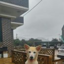 마당안집