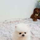 아이러브독 강아지 부천점 이미지