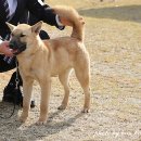 달구벌진도 이미지