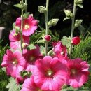 해강약국 이미지