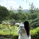 펫 클럽 | 소노펫 클럽앤리조트 비발디파크 스탠다드 패밀리룸