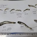 건어물중매인38번 네이버블로그