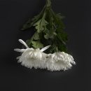 검단로, 하남대로 545번길 | 광주 삼육병원장례식장에서 한복집 어머니를 떠나보내며