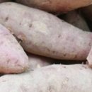 임홍식농장 | 생활의 달인 해남 고구마 수확 달인 업체 땅끝참고구마농장 택배 주문 연락처 전태식