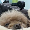 혜민한의원 | 강아지 디스크 침치료. 혜민동물병원 방문기