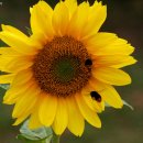 광주도자기엑스포장 이미지