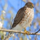 【줄무늬새매 (Sharp-shinned hawk)】 「붉은 갈색(밤색) 반칼라 무늬」 이미지
