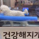 쇼펫 네이버블로그
