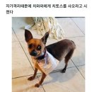 치토스