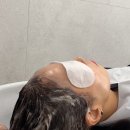 테오르헤어 이미지