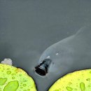 발음- 이성학 이미지