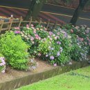 화명대천천 이미지