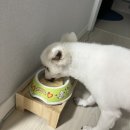 페트코코 이미지