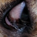 바우동물병원 이미지