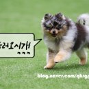 미로 2애견 이미지