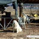 토속청국장 이미지