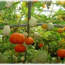 가을노을B 이미지