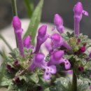 두리장식 이미지