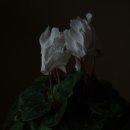 젊은날의수채화 이미지