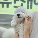 차차네 유치원 이미지