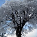 광릉수목원로 이미지