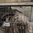 본원유치원 | 구조 된 번식견의 잠실 포울린 강아지 유치원 방문 상담 후기