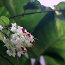 블로그 활용 및 쇼핑몰 맛보기 | 잠자는 고객, 네이버카페에서 특별한 콘텐츠로 다시 만나봐요! 네이버카페관리