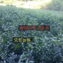 오성농원 이미지