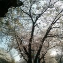 2015.04.10일 금요일 여의도 벚꽃축제 이모저모 이미지