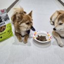 호키소프트 | 강아지 사료 추천 와이즈테일 오븐베이크 편식견도 잘 먹는 맛도리 주식