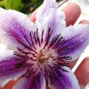 비온후풍경 이미지