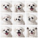 로얄동물암치료센터 | 양산 에스동물암센터 방사선치료 후기 (플래닝CT,방사선치료시작,비용) 강아지 연부조직육종 STS 2기