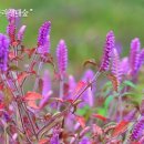 한라생태숲 유아숲체험원 이미지