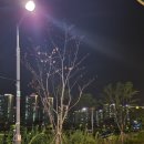 지코바미사