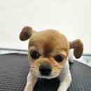 금평 보금자리 애견미용텔 네이버블로그