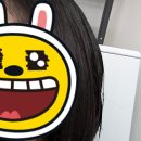 코스코화장품 | Treecell Recovery 트리셀 헤어오일 에센스 사용 후기, 미국 코스코 매장에서 구매하기