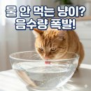 아라장 | 물 안 먹는 고양이, '신장' 망가진다? 11년 차 집사의 음수량 2배 늘리는 현실 비법