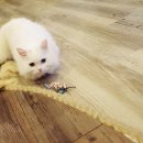 언제나고양이 이미지