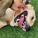 힐링그루밍 이미지