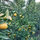 동백농장 이미지