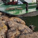 방아머리선착장 이미지