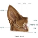 이개 내고양이 | 만두귀처럼 부풀어올랐다면? 고양이 이개혈종을 의심해보셔야합니다