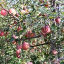 사과랑관광농원 이미지