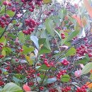 청광농장 이미지