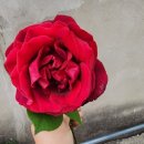 영재농장 이미지